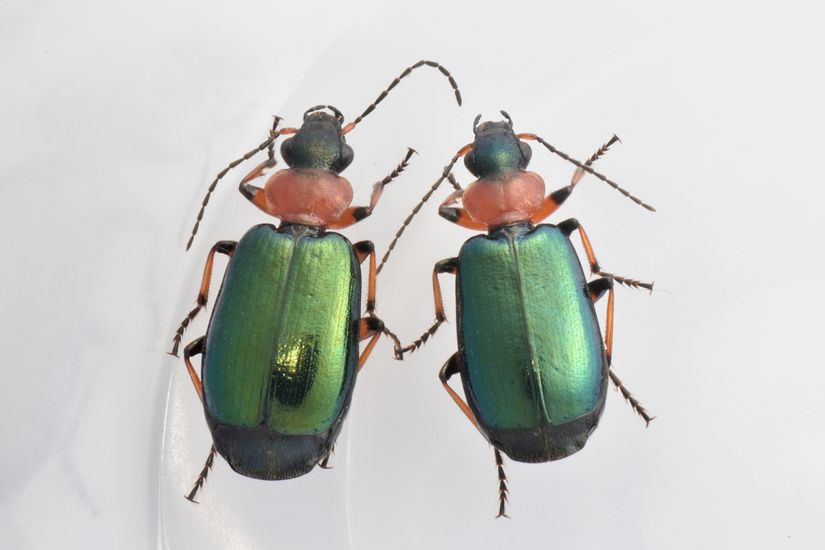 Carabidae:  Lamprias cyanocephalus?  S !